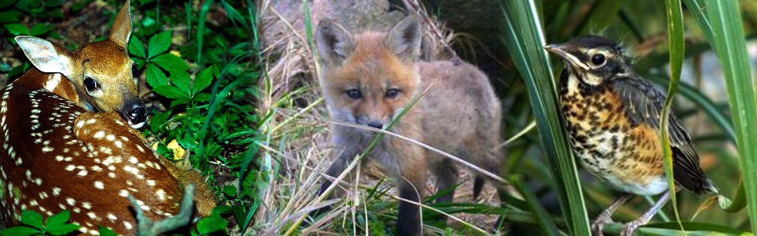 top-183-injured-animal-on-side-of-road-merkantilaklubben